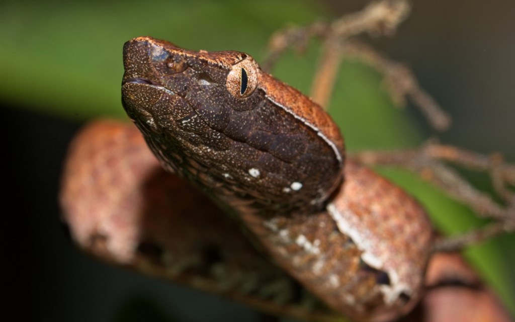 Hump-nosed Pit Viper